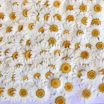 100 Adet Gerçek Doğal Preslenmiş Kurutulmuş Çiçekler Beyaz Papatya Preslenmiş Çiçek Reçine Takı Tırnak Çıkartmalar Makyaj Sanat El Sanatları